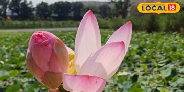 This flower that blooms in the mud is full of medicinal properties, a panacea for cough and liver, you will not be able to believe the benefits