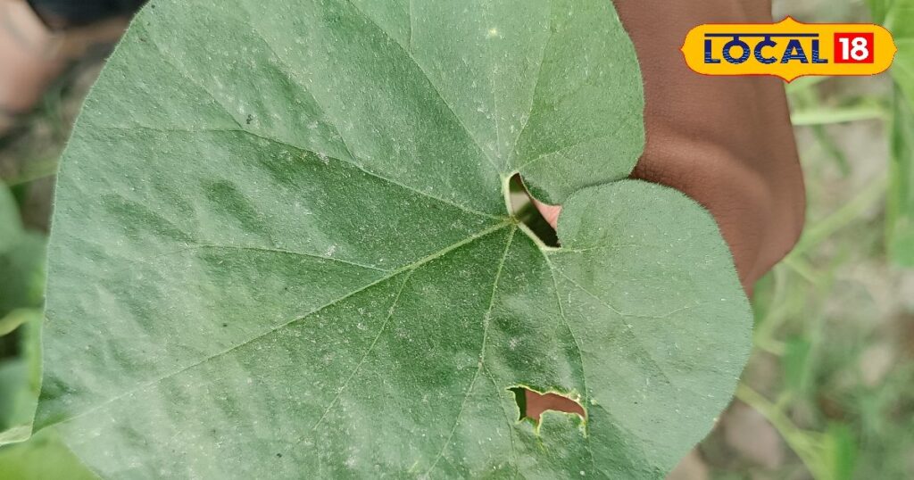 This plant is the killer of dengue, fever and cold, a one inch piece will make you absolutely 'healthy'