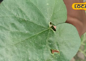 This plant is the killer of dengue, fever and cold, a one inch piece will make you absolutely 'healthy'