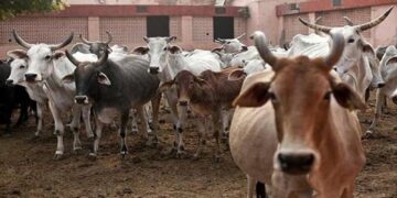 Brutality With Three Cows In Bengaluru: Udder of three cows was cut, accused Syed Nasru arrested by police