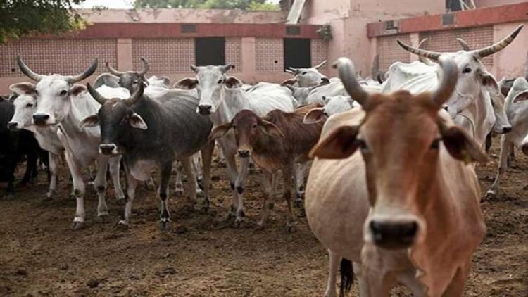 Brutality With Three Cows In Bengaluru: Udder of three cows was cut, accused Syed Nasru arrested by police