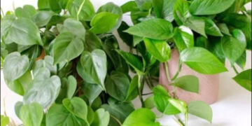 Do put this thing in money plant in January, the leaves will start blooming - India TV Hindi