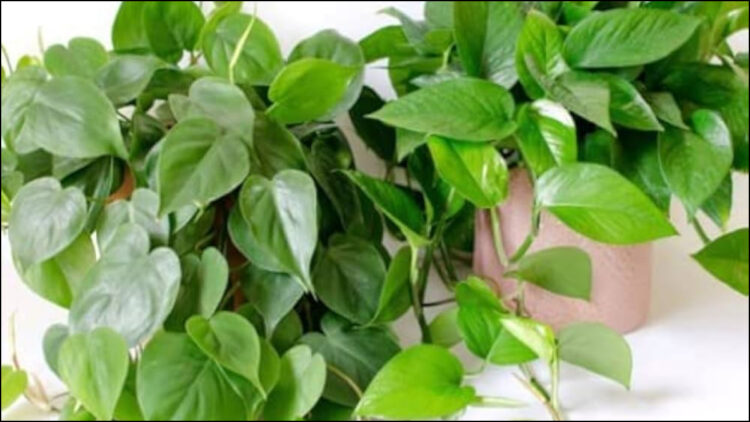 Do put this thing in money plant in January, the leaves will start blooming - India TV Hindi