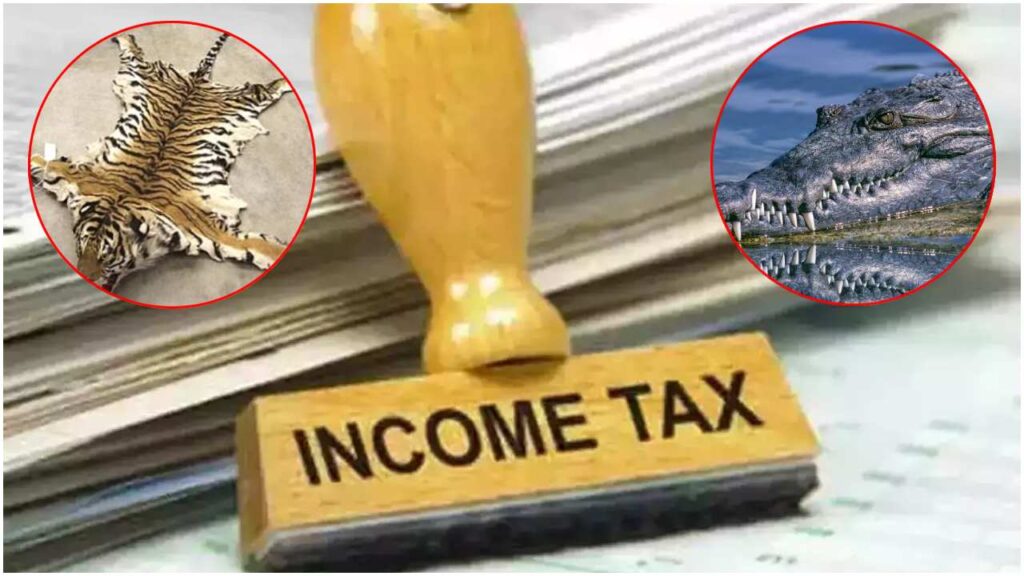 IT Raid BJP Leaders News of IT Raid. Bhopal News | Sagar News | Latest News | Income Tax Raid News in Hindi | Latest Update News | Breaking News | IT Raid: '19 kg gold, crores of rupees cash, tiger skin, dreaded crocodile,' dark secrets of BJP leaders revealed in IT raid. News Track in Hindi