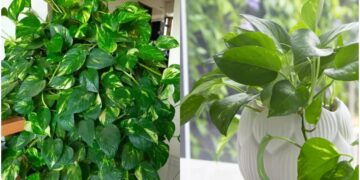 Money plant will never dry up, use this method to grow at home - India tv hindi