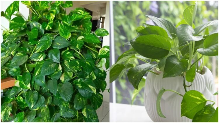 Money plant will never dry up, use this method to grow at home - India tv hindi