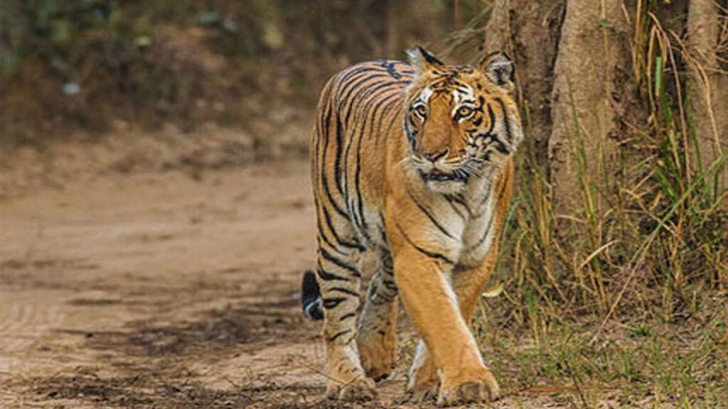 People took to the streets with the demand to shoot tiger, tremendous demonstration in Wayanad - India tv hindi