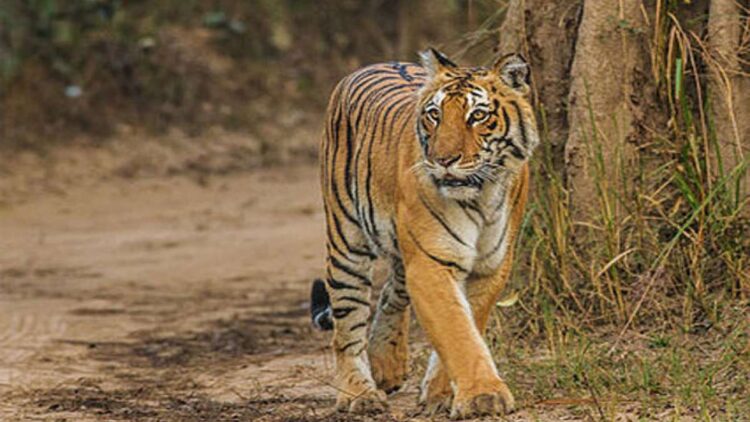 People took to the streets with the demand to shoot tiger, tremendous demonstration in Wayanad - India tv hindi
