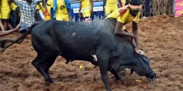 Seven killed in Jallikattu, Manjuvirattu incidents in Tamil Nadu; many others injured