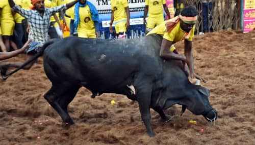 Seven killed in Jallikattu, Manjuvirattu incidents in Tamil Nadu; many others injured