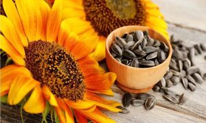 सेहत के लिए बेहद फायदेमंद हैं गुणों से भरपूर सनफ्लावर सीड्स