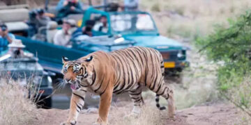 This place in Rajasthan is famous all over the world for wildlife safari, know the right time to visit here in the video.