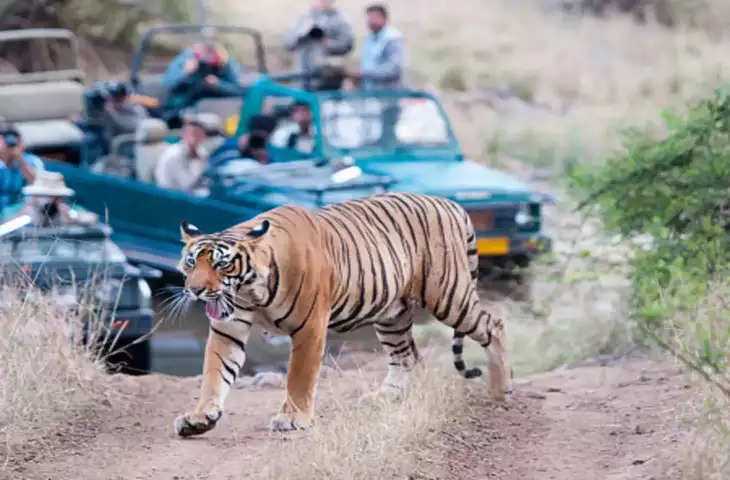 This place in Rajasthan is famous all over the world for wildlife safari, know the right time to visit here in the video.