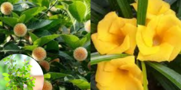 Plant these plants on Magh Purnima day, mother Lakshmi will live in the house, there will be a cube rain