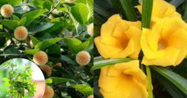 Plant these plants on Magh Purnima day, mother Lakshmi will live in the house, there will be a cube rain