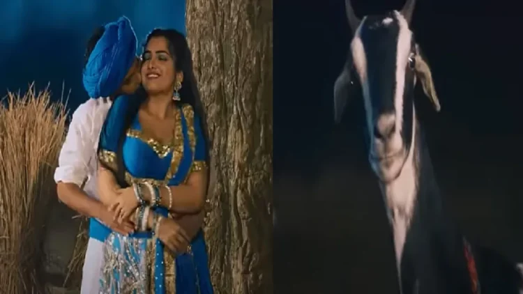 Amrapali Dubey and Nirhua's romance became a bone goat, the actress said- Girada curtain
