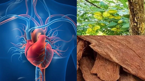 Arjuna is the king of heart, the treasure of merits in which the secrets of health are hidden