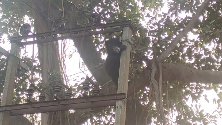 Bear of trees in the greed of Mahua, a strong shock of lightning .... then what happened video - India tv hindi