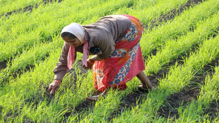 Budget 2025: What is special in the budget 2025 for women, gig workers and farmers, what is special in Budget 2025 for Women, Gig Workers and Farmers?