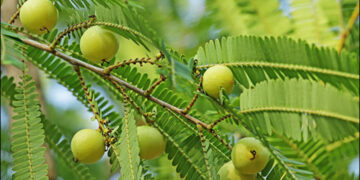Chewing amla leaves on an empty stomach in the morning will remove all the dirt stored in the body - India tv hindi