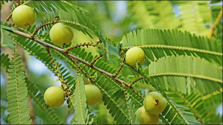 Chewing amla leaves on an empty stomach in the morning will remove all the dirt stored in the body - India tv hindi