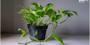 Compost to set up a green money plant at home, make manure, plant will start growing rapidly - India tv hindi