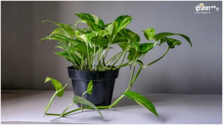 Compost to set up a green money plant at home, make manure, plant will start growing rapidly - India tv hindi