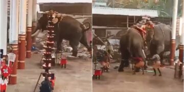 Elephants raged during the celebration in the temple, 3 people killed in stampede, more than 30 people injured - India tv hindi