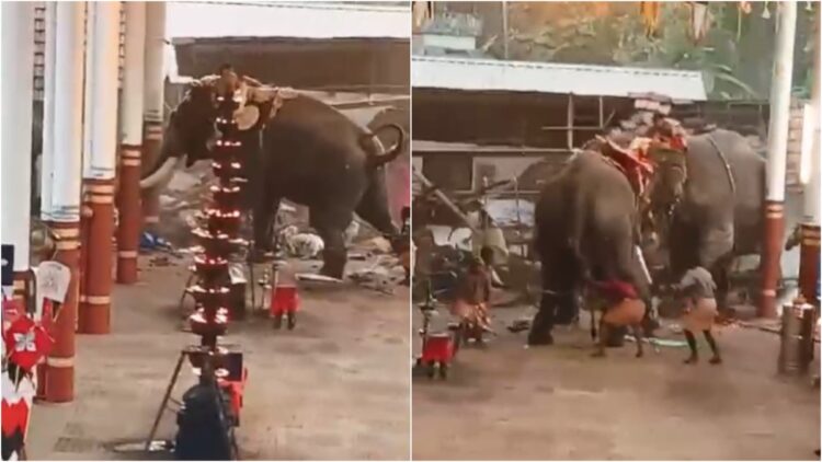 Elephants raged during the celebration in the temple, 3 people killed in stampede, more than 30 people injured - India tv hindi
