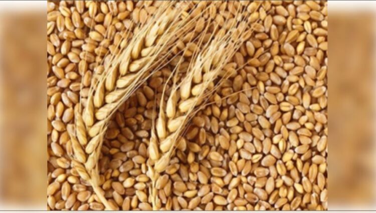 Food grains available in the country in sufficient quantity, 1,132 lakh metric tonnes of wheat produced in Rabi 2024: Center