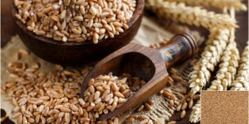 Government set a new limit of wheat storage for shopkeepers - India tv hindi
