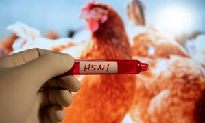 H5N bird flu is spread quietly to humans, architectural numbers may be more: US CDC