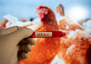 H5N bird flu is spread quietly to humans, architectural numbers may be more: US CDC