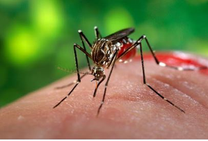 Malaria cases in Vietnam decreased by 21 percent in 2024