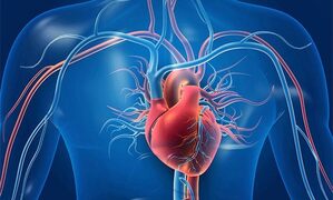 Re receptors of 'sweet taste' are also present in the heart muscle: Study