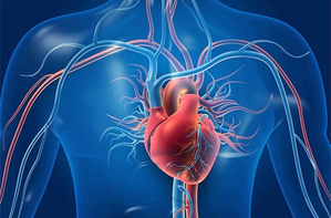 Re receptors of 'sweet taste' are also present in the heart muscle: Study