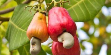 Start the business of cashew farming without any degree in the village, earn money, know how to start