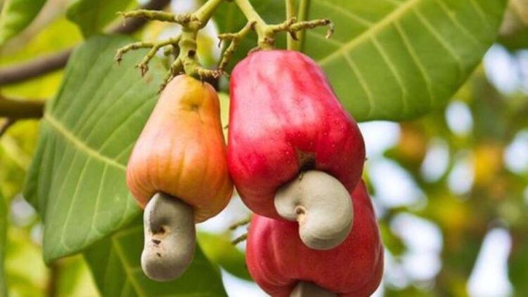Start the business of cashew farming without any degree in the village, earn money, know how to start