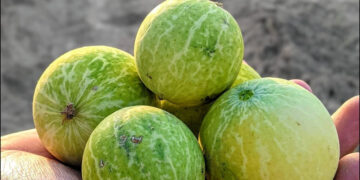 This fruit is used in the Ayurvedic medicine of diabetes, it grows without sowing - India tv hindi