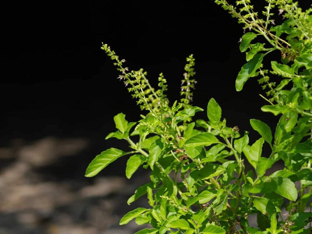 Tulsi plant vastu tips 