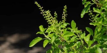 Tulsi plant vastu tips 