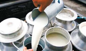 63.6 percent increase in India's milk production in 10 years, 25 percent stake in global production