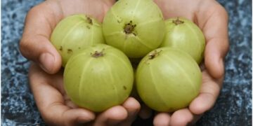 Amla is cold or hot, know what is the effect of this super food? - India tv hindi