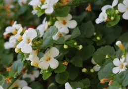 'Brahmi', who is helpful in treatment of problems related to mental health, calls brain tonic due to merits