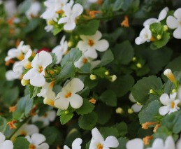 'Brahmi', who is helpful in treatment of problems related to mental health, calls brain tonic due to merits