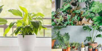 By setting up these indoor plants, the beauty of the house will increase, as well as pure air - India tv hindi