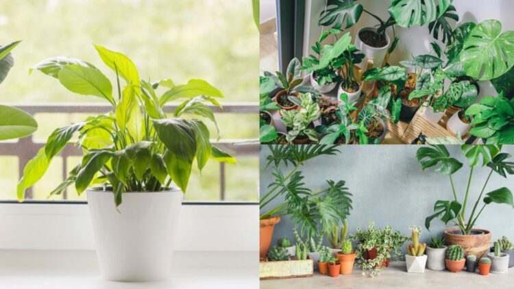 By setting up these indoor plants, the beauty of the house will increase, as well as pure air - India tv hindi