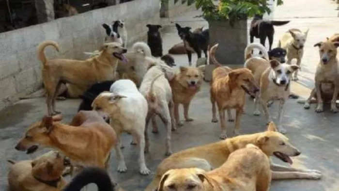 Dog cutting cases are increasing rapidly in Alwar district, negligence of municipal corporation exposed