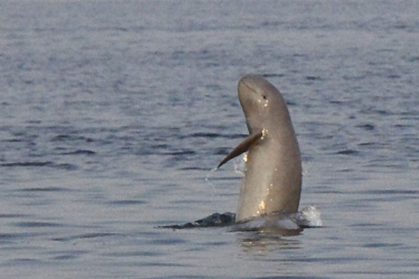 Efforts brought color, increased number of dolphins in the Ganges
