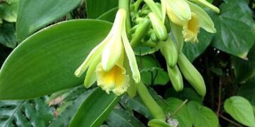 वनीला की खेती से किसान बन सकते हैं करोड़पति, रिसर्च में दावा